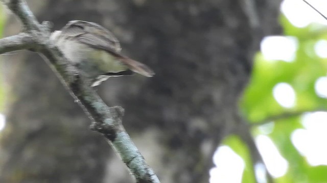 Rusty-tailed Flycatcher - ML616326857