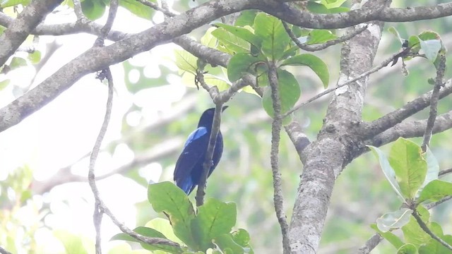 Asian Fairy-bluebird - ML616326862