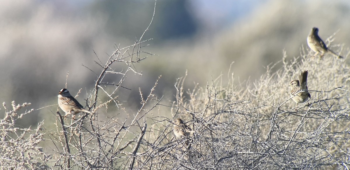 Bruant à couronne blanche - ML616326882