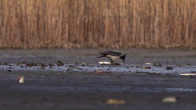 Hooded Crow - ML616326903