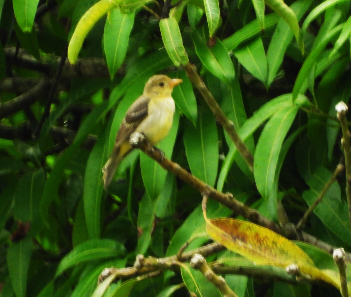 Western Tanager - ML616326934