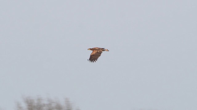 White-tailed Eagle - ML616326961