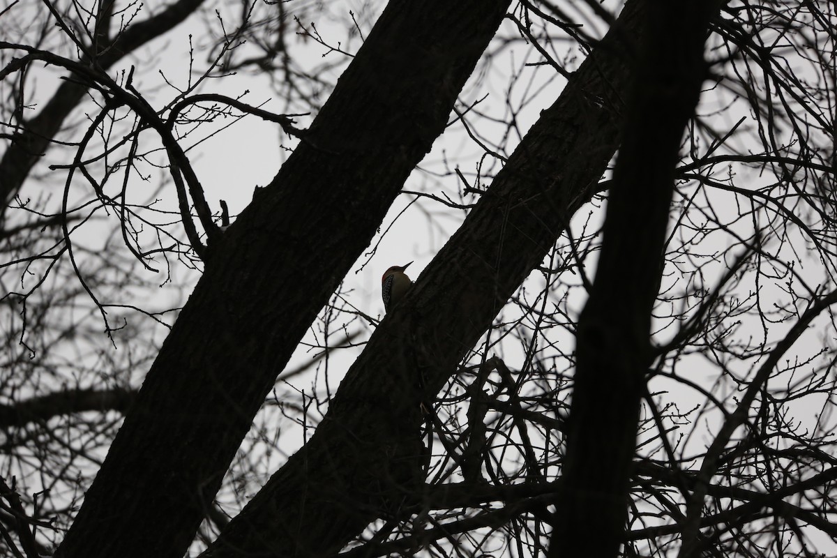 Red-bellied Woodpecker - ML616326973