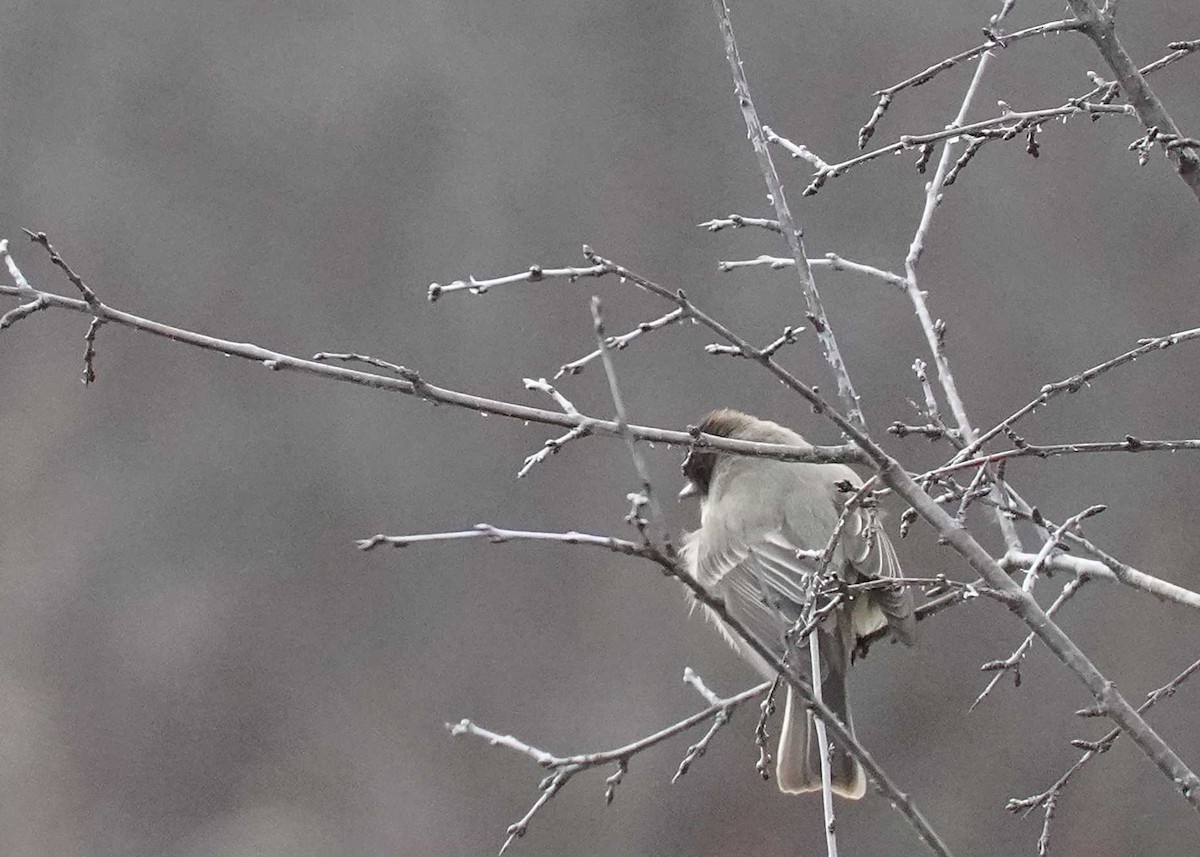 Eastern Phoebe - ML616326998