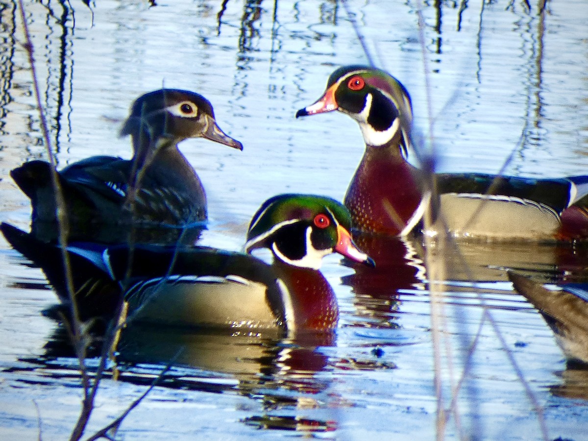 Wood Duck - ML616327013