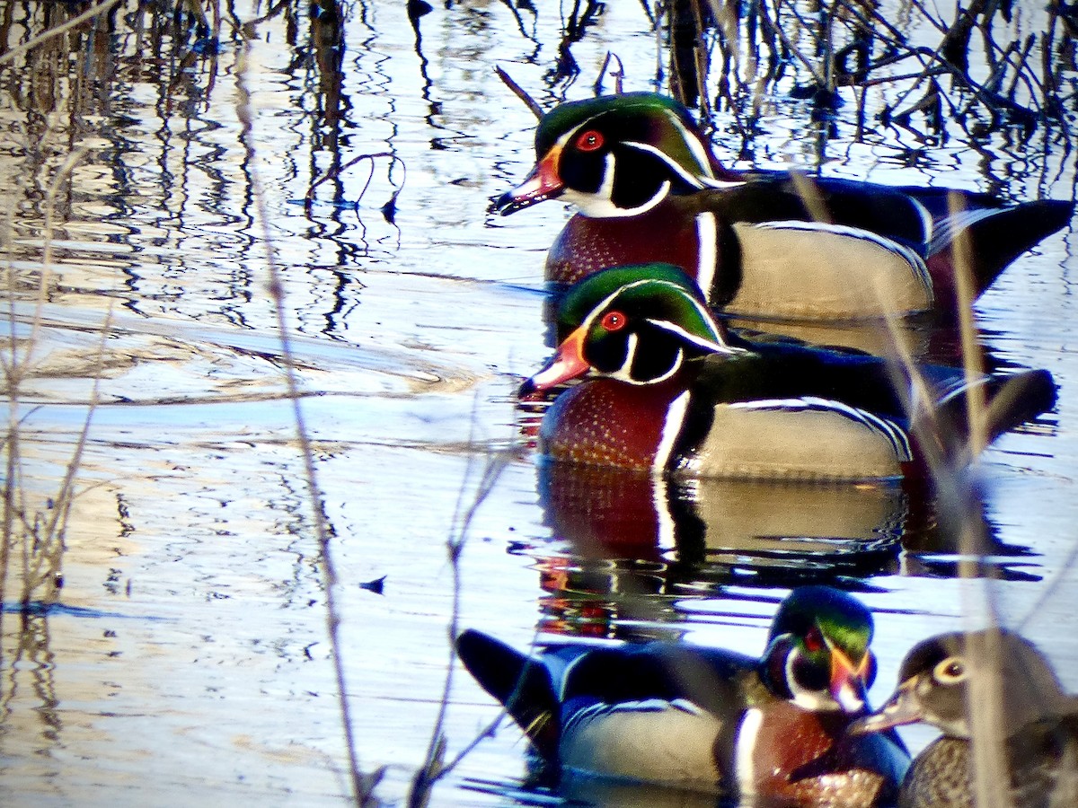 Wood Duck - ML616327016