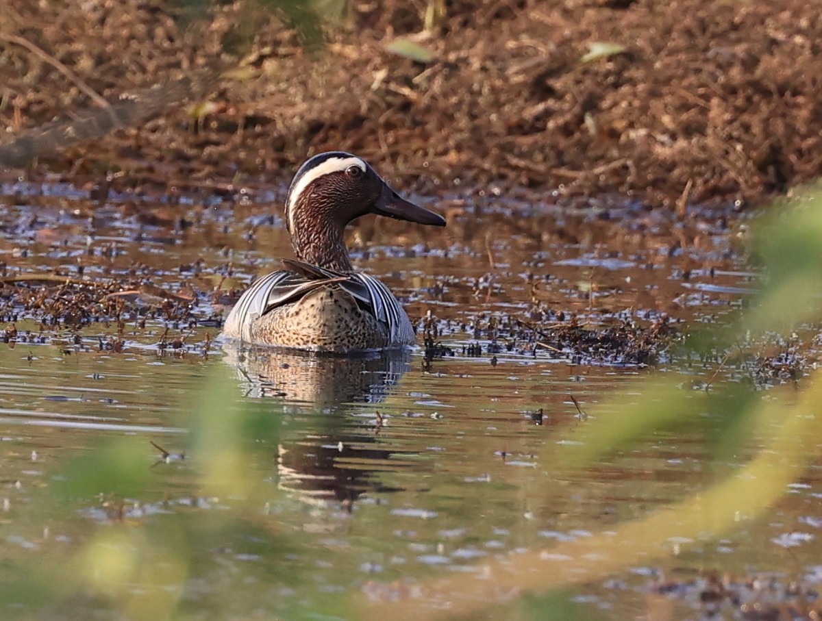 Garganey - ML616327046