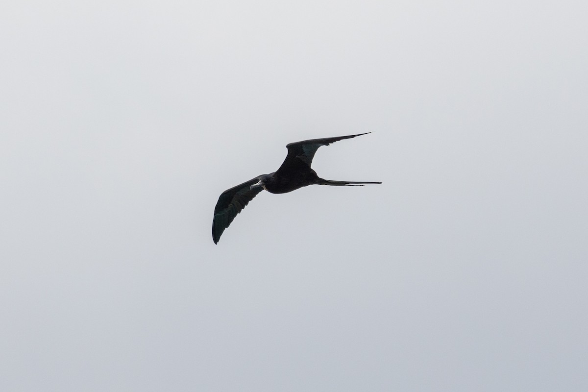 Magnificent Frigatebird - ML616327052