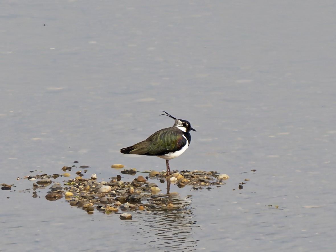 Northern Lapwing - ML616327054