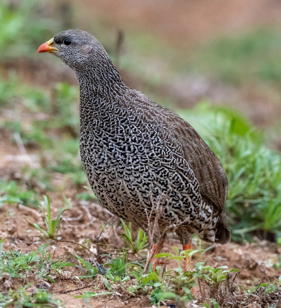 Francolin du Natal - ML616327058