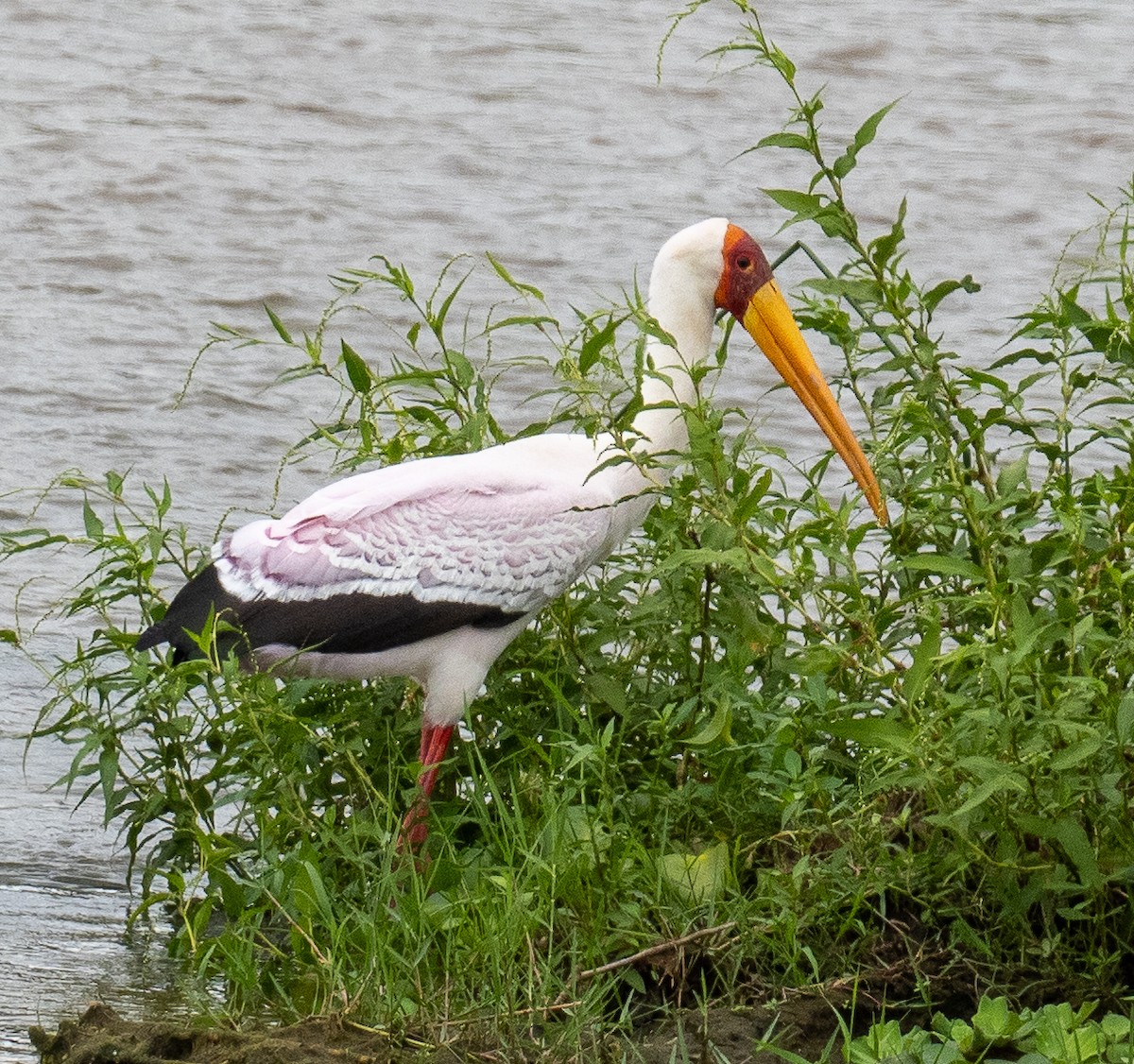 Yellow-billed Stork - Sam Zuckerman