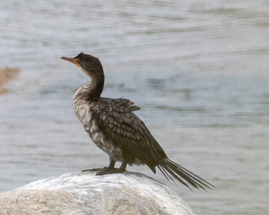 Cormorán Africano - ML616327082