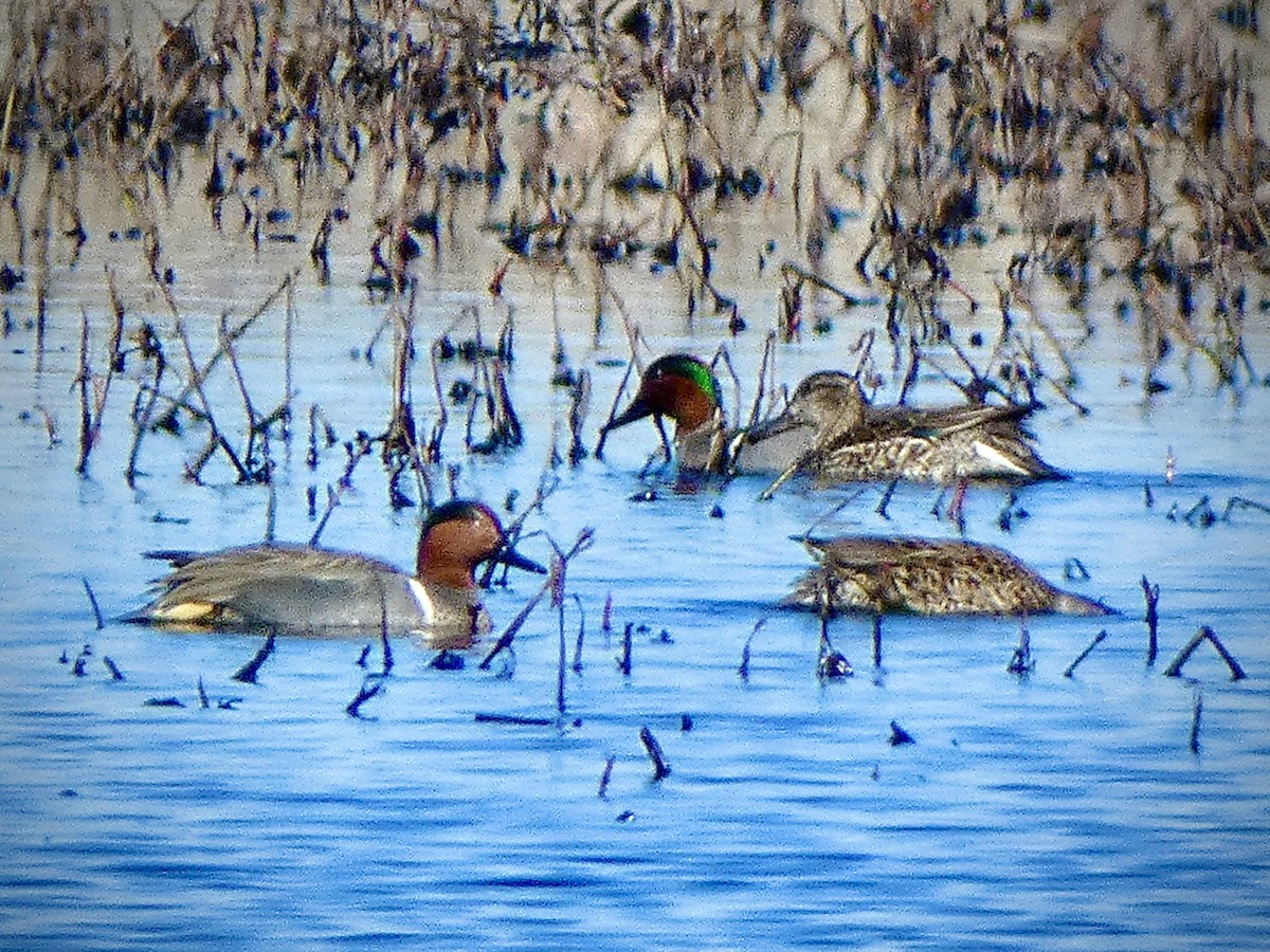 Green-winged Teal - ML616327098