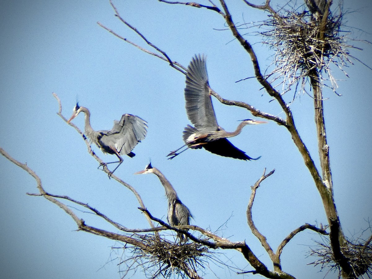 Great Blue Heron - ML616327109