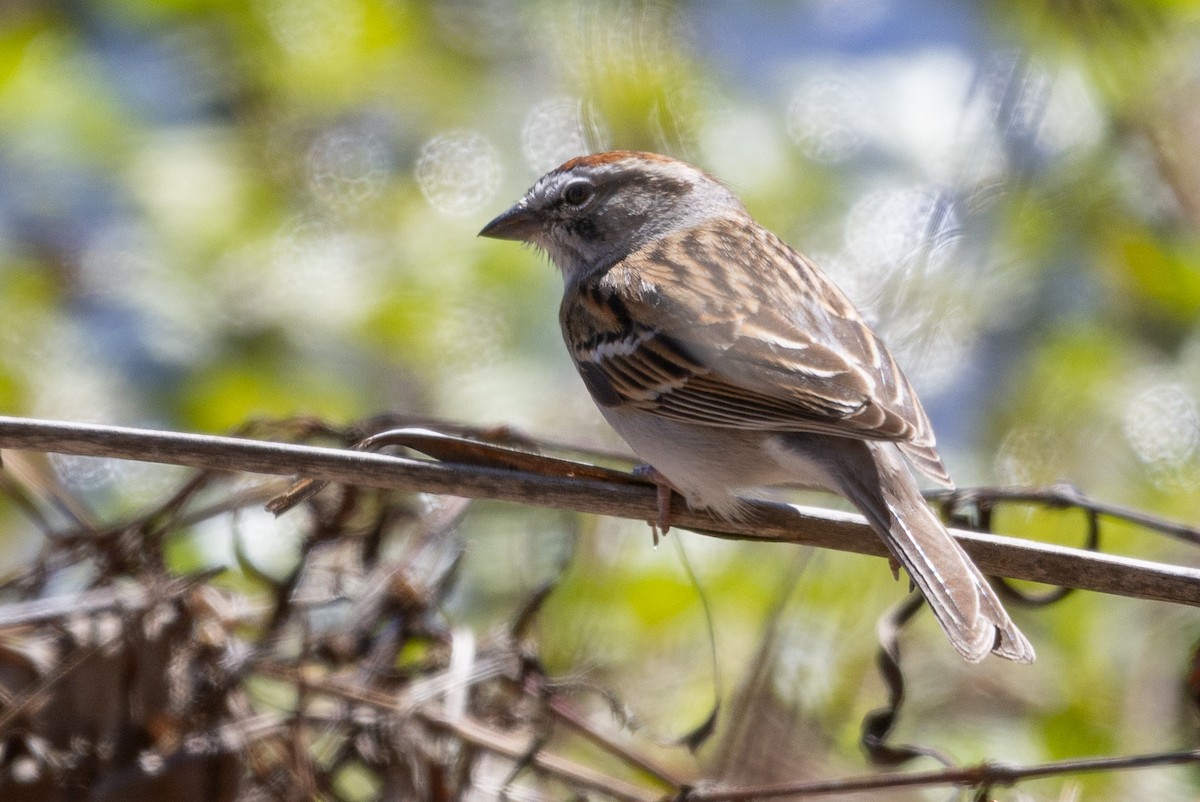 Chipping Sparrow - ML616327134