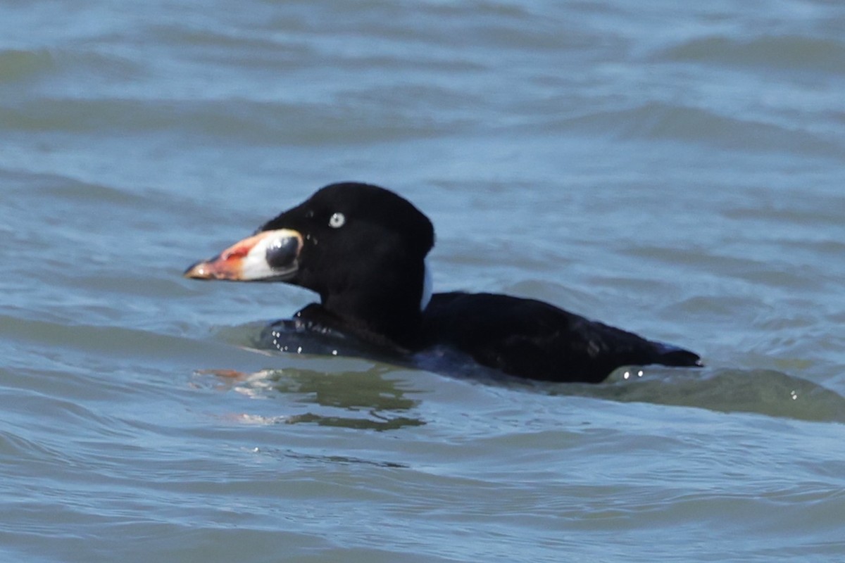 Surf Scoter - ML616327135