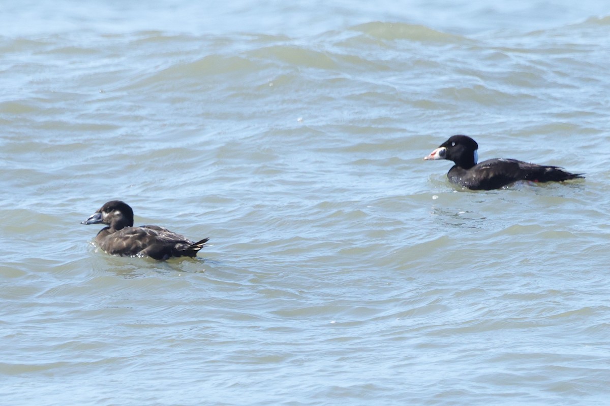 Surf Scoter - ML616327148