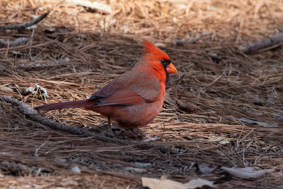 Cardinal rouge - ML616327181