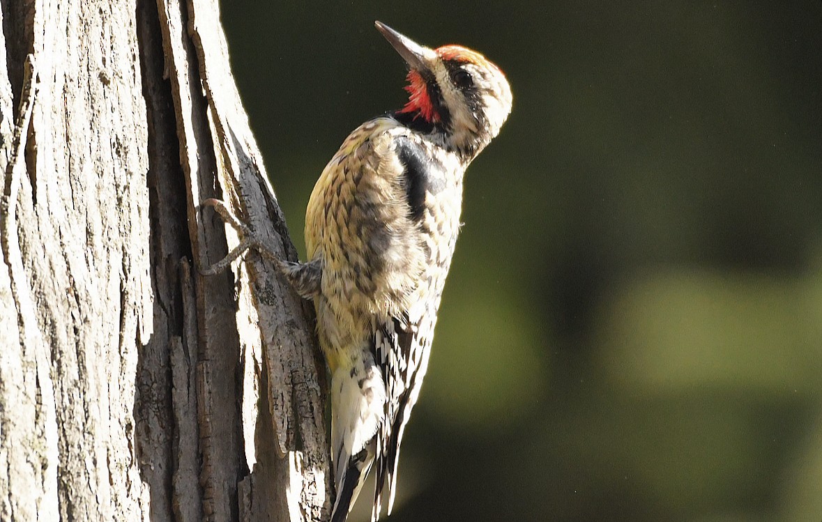 Yellow-bellied Sapsucker - ML616327186