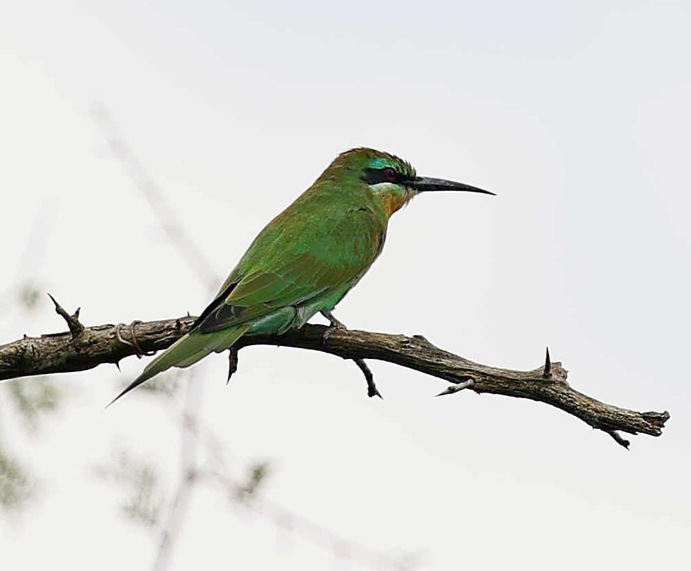 Blue-cheeked Bee-eater - Maciej  Kotlarski
