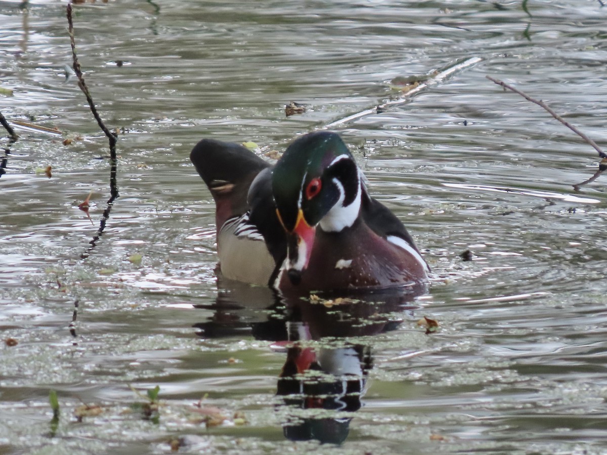 Wood Duck - ML616327247