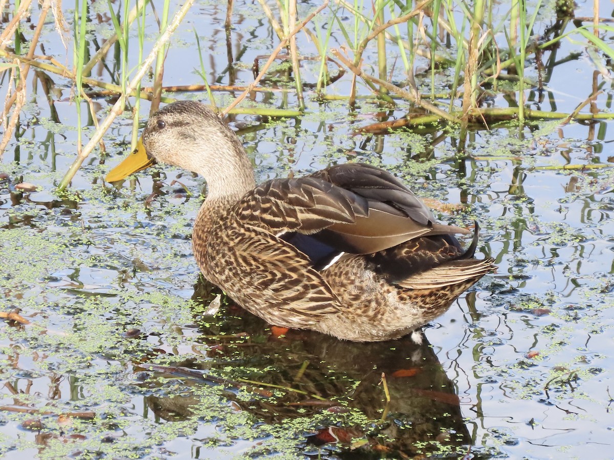 Mallard x Mottled Duck (hybrid) - ML616327254