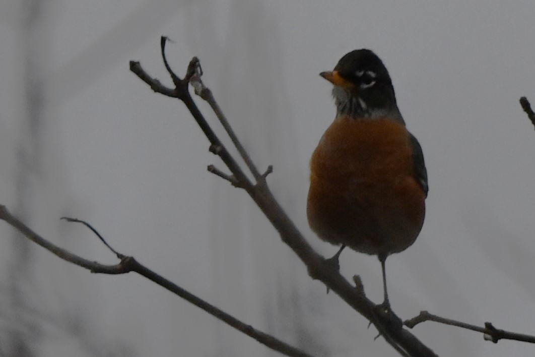 American Robin - ML616327257