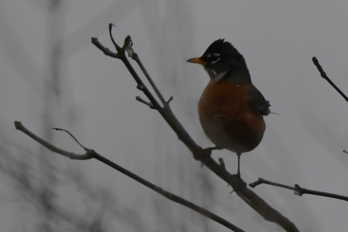 American Robin - ML616327258