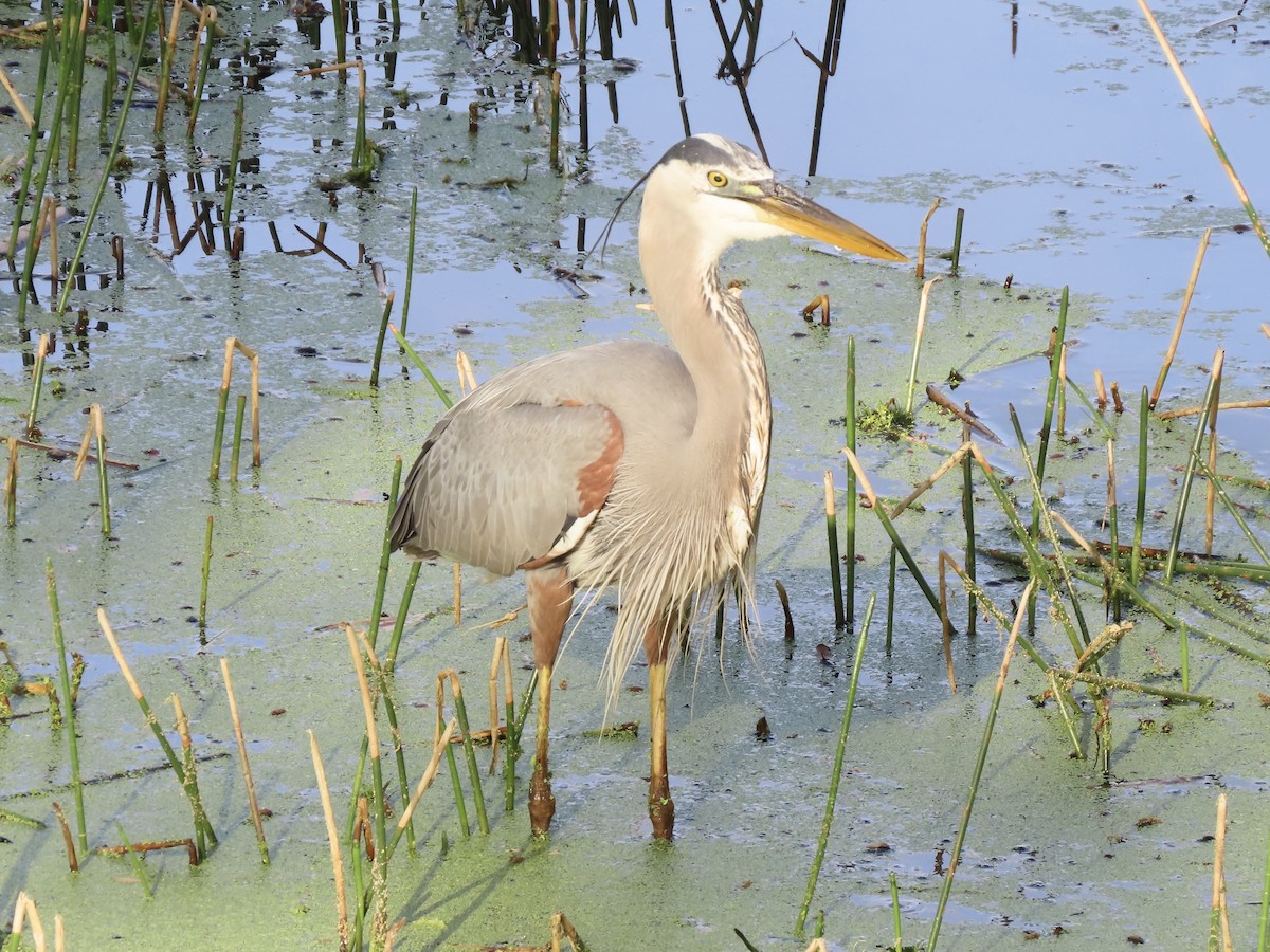 Great Blue Heron (Great Blue) - Tim Carney