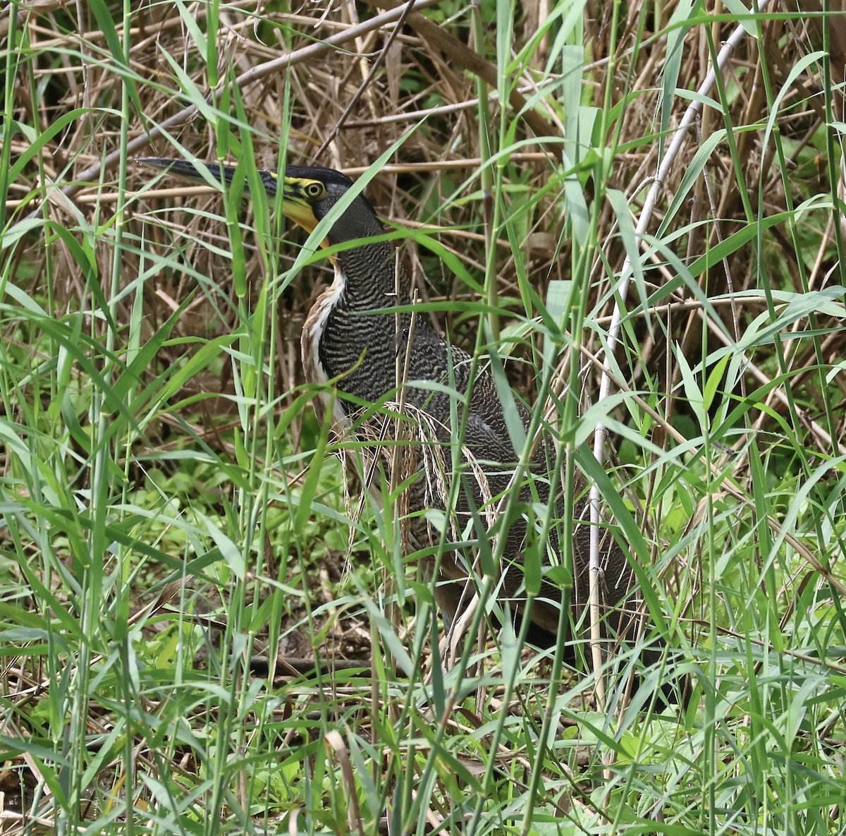 Bare-throated Tiger-Heron - ML616327306