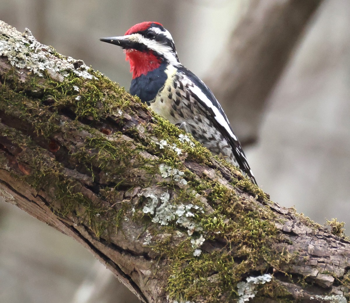 Yellow-bellied Sapsucker - Duane Yarbrough