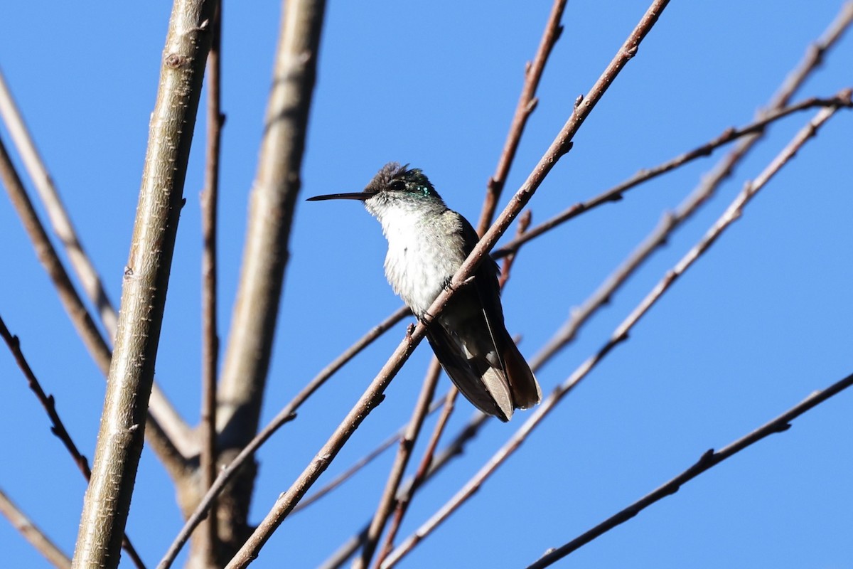 Azure-crowned Hummingbird - ML616327354