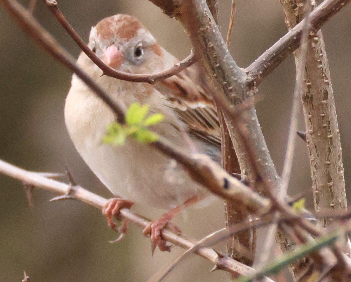 Field Sparrow - ML616327356