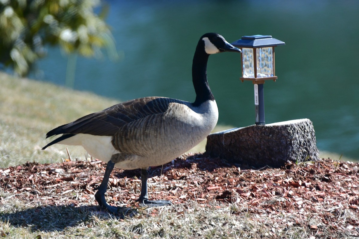 Canada Goose - ML616327357