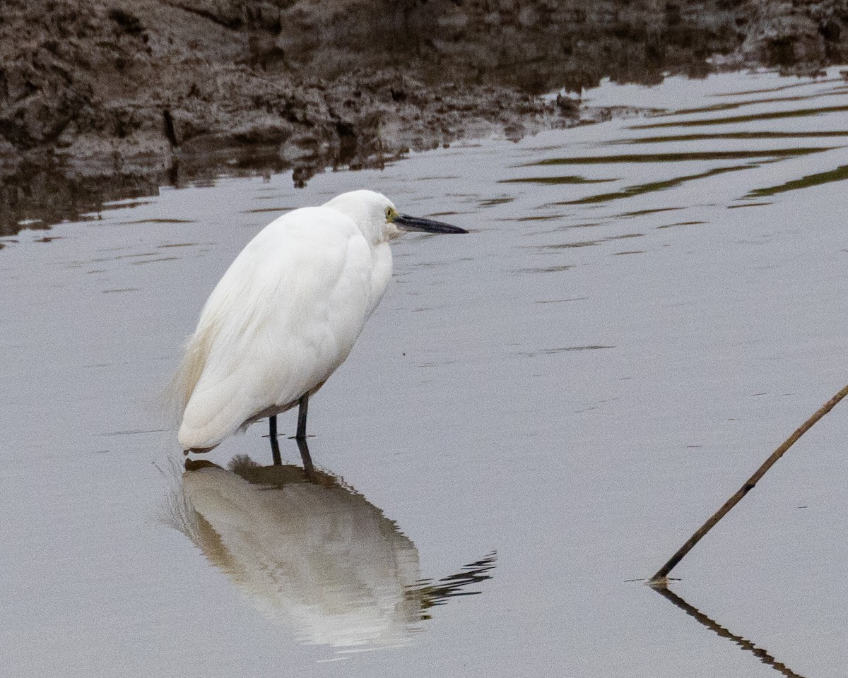 Little Egret - ML616327371