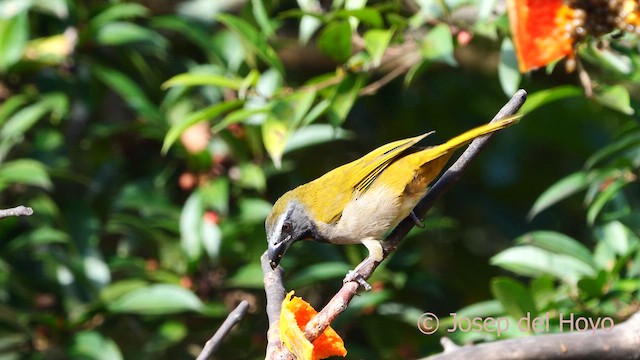 Buff-throated Saltator - ML616327424