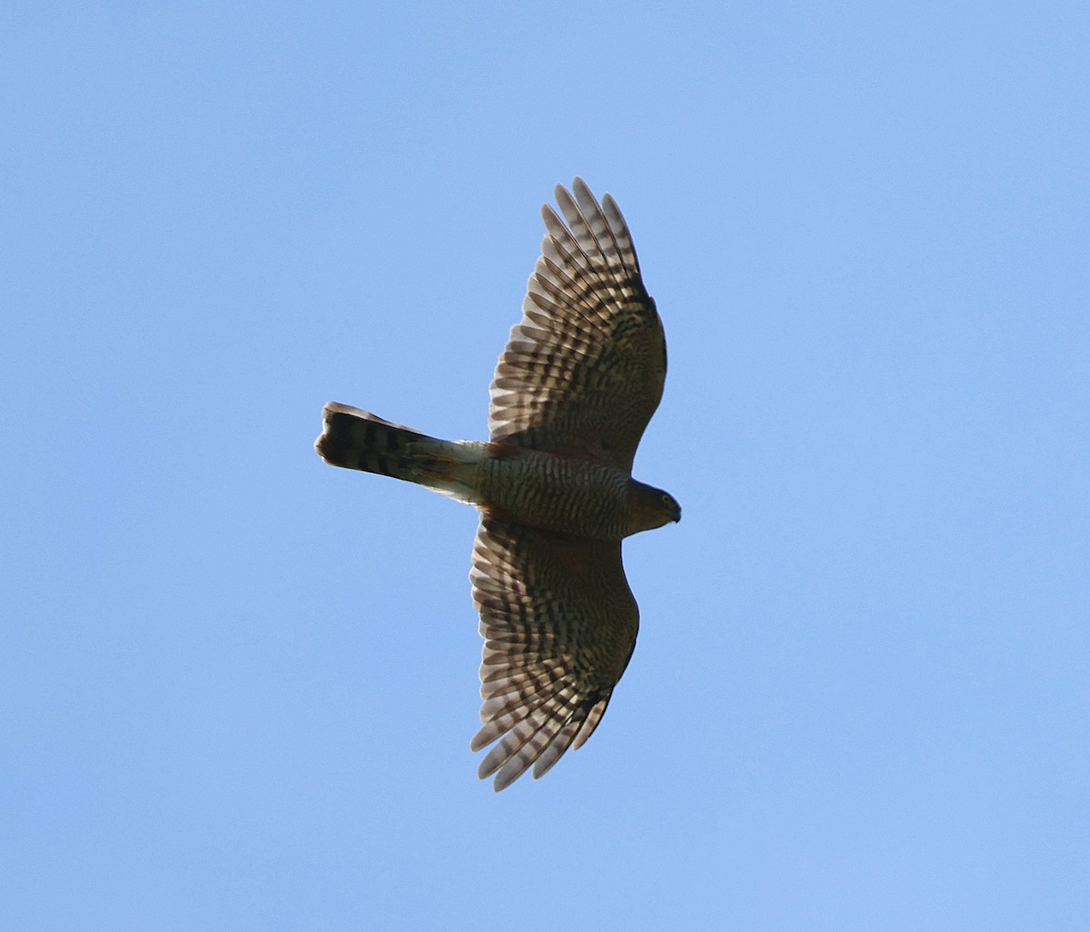 Sharp-shinned Hawk - Miguel Podas