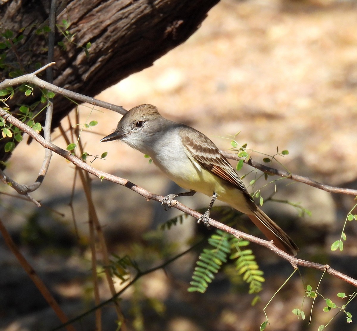 Ash-throated Flycatcher - Mary Tannehill