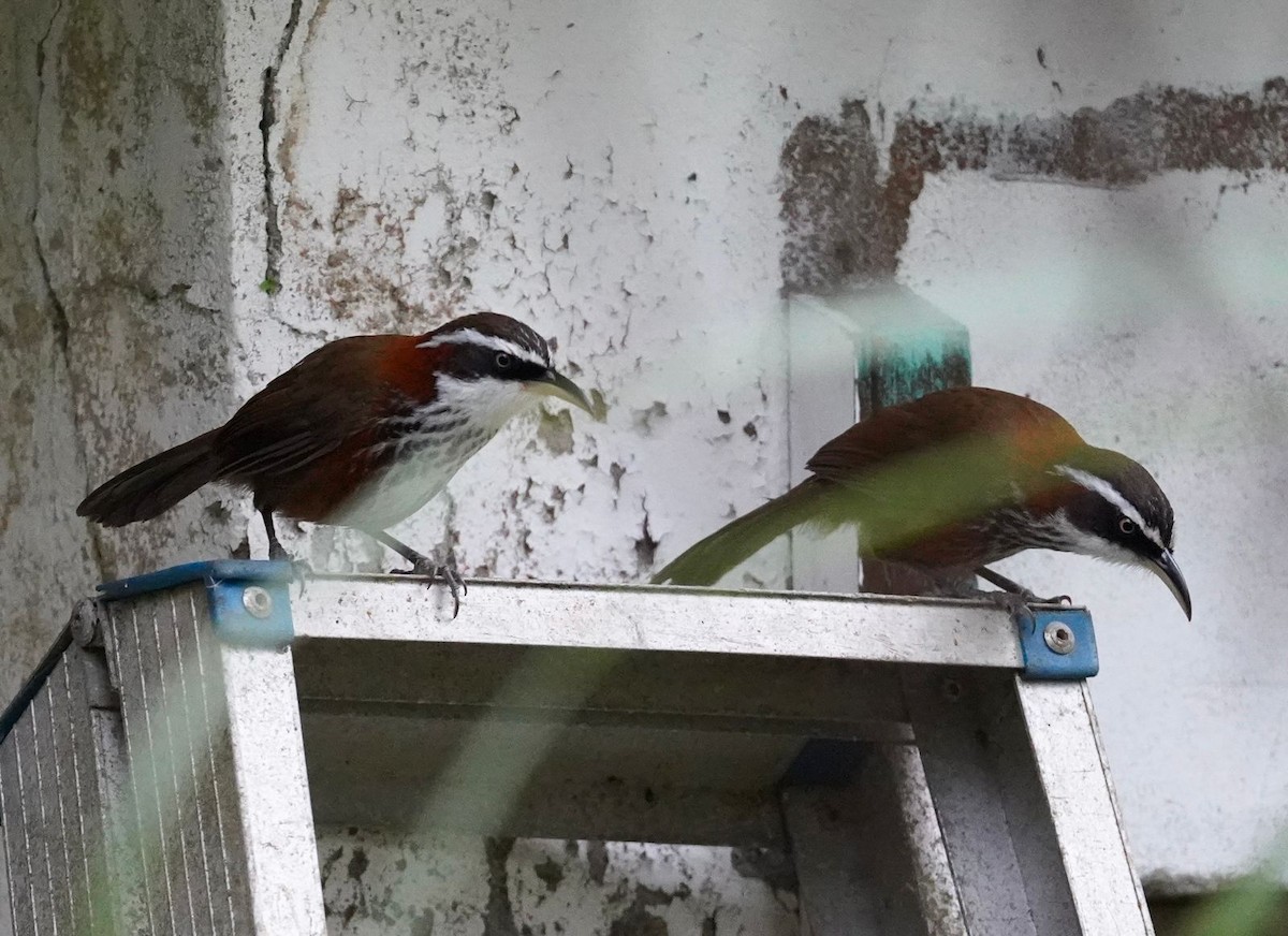 Taiwan Scimitar-Babbler - ML616327453