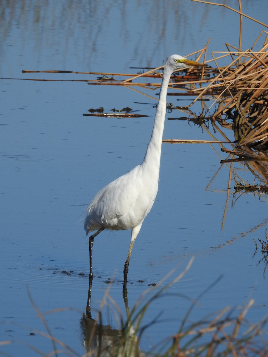 Great Egret - ML616327462