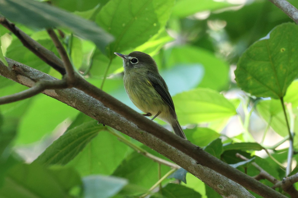 Eye-ringed Tody-Tyrant - ML616327467