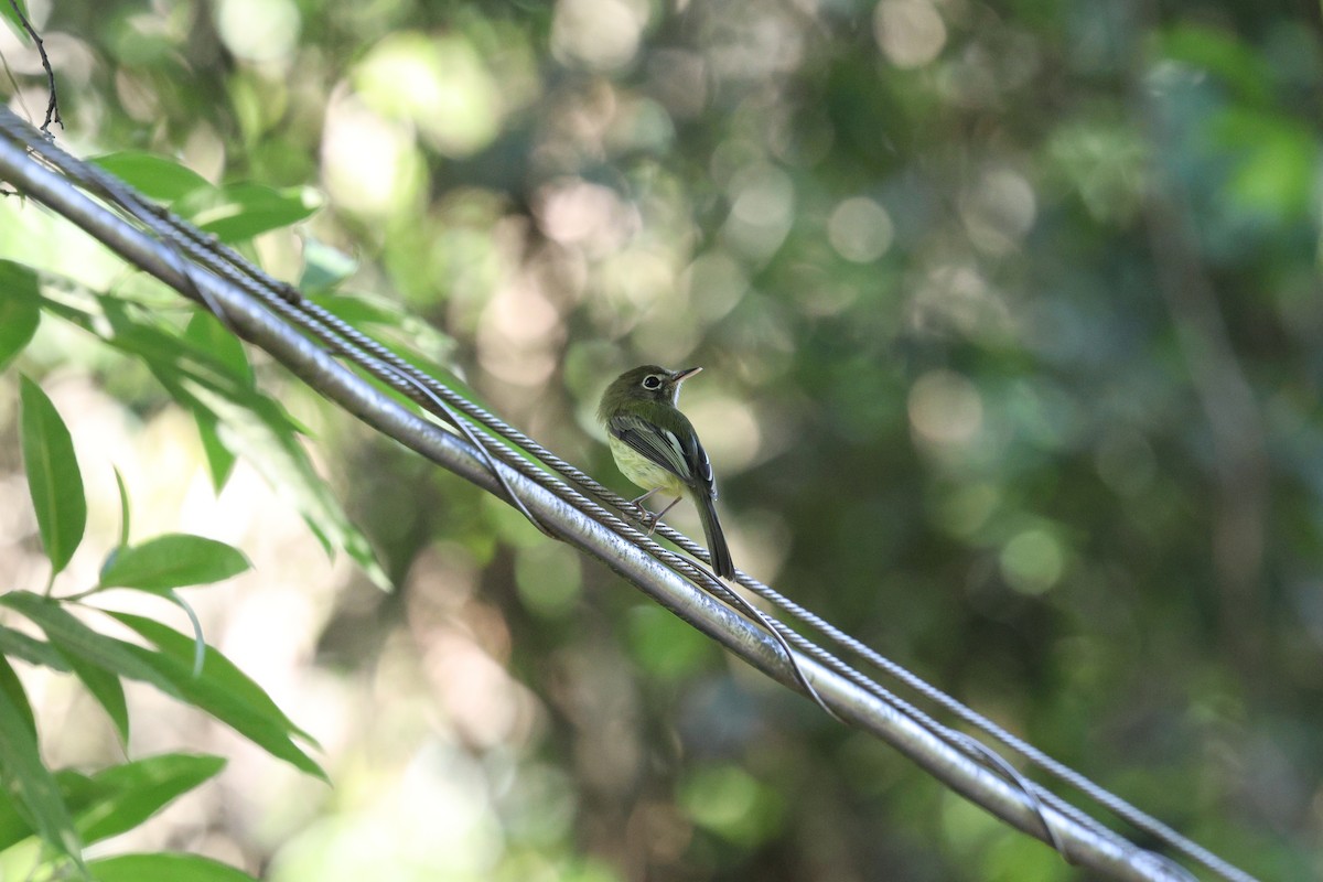 Eye-ringed Tody-Tyrant - Miguel Podas