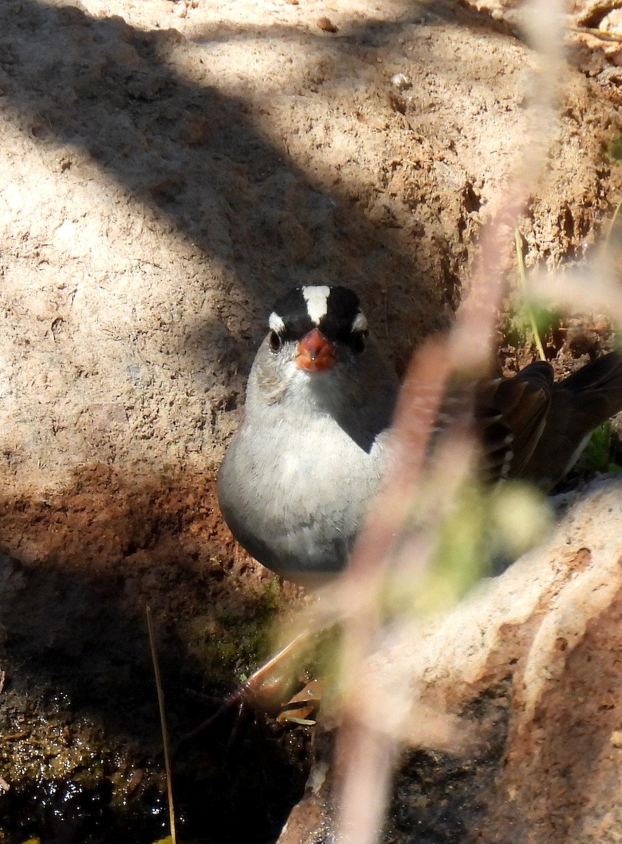 White-crowned Sparrow - ML616327480