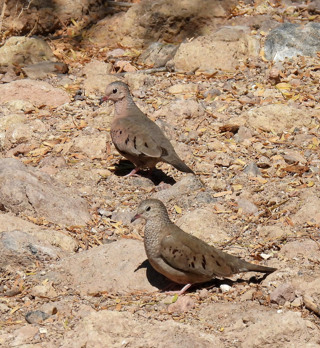 Common Ground Dove - ML616327495