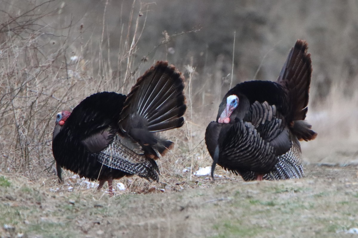 Wild Turkey - Sandy C