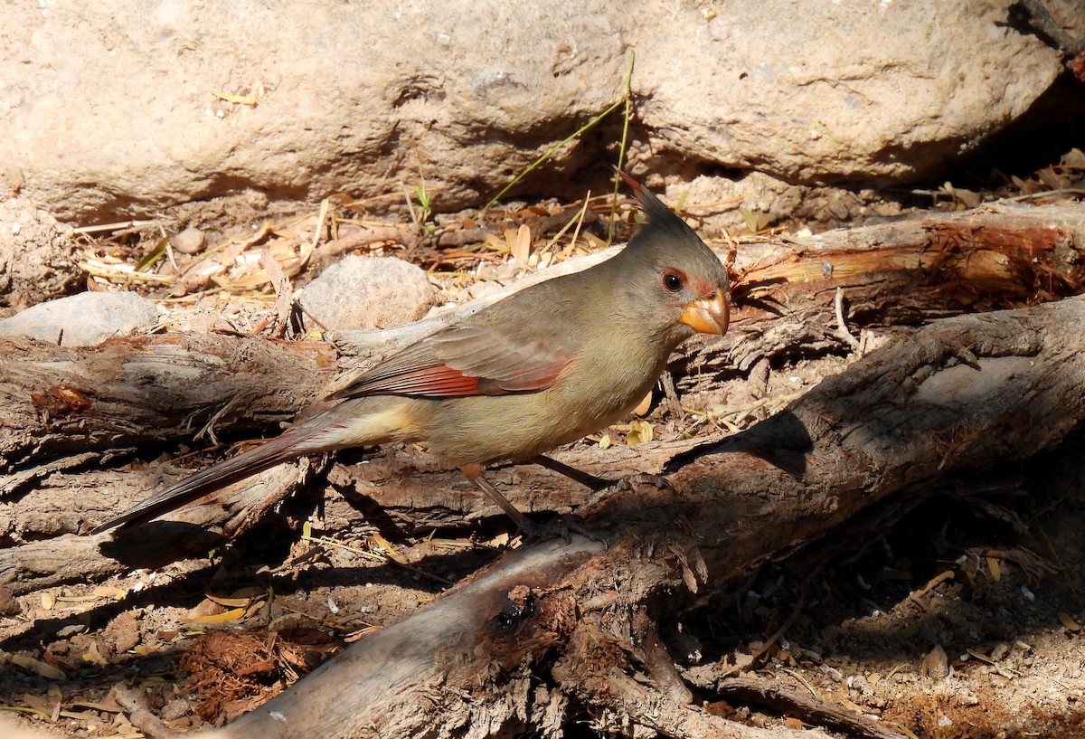 Cardinal pyrrhuloxia - ML616327511