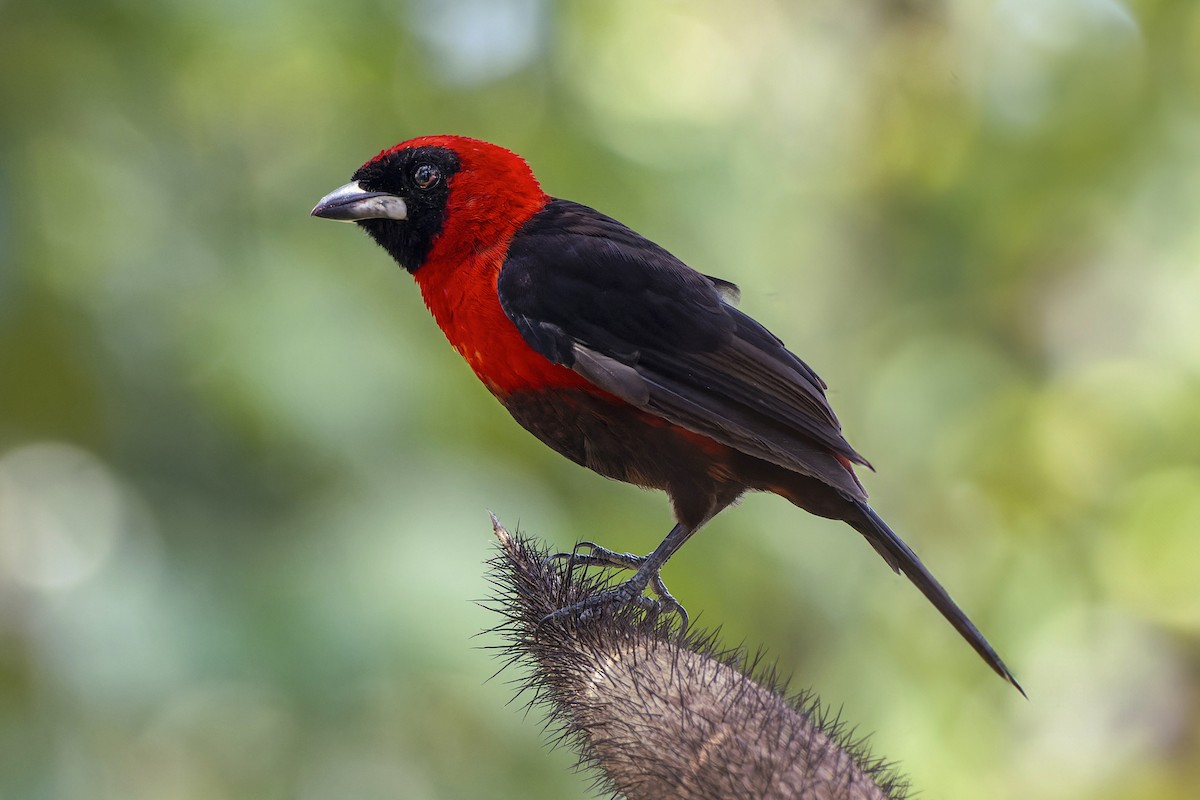 Masked Crimson Tanager - Jeff Maw