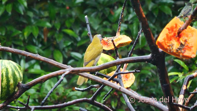 Buff-throated Saltator - ML616327518