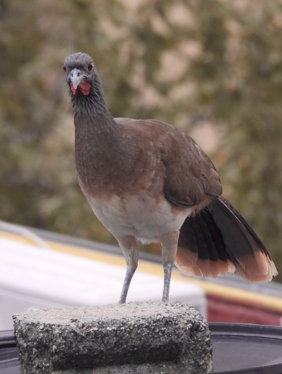 West Mexican Chachalaca - ML616327537
