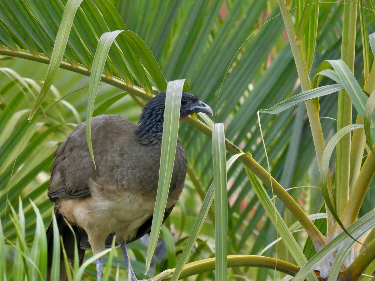 West Mexican Chachalaca - ML616327539